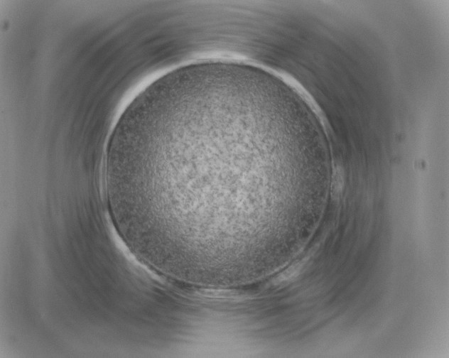 X0000081281295200701251618