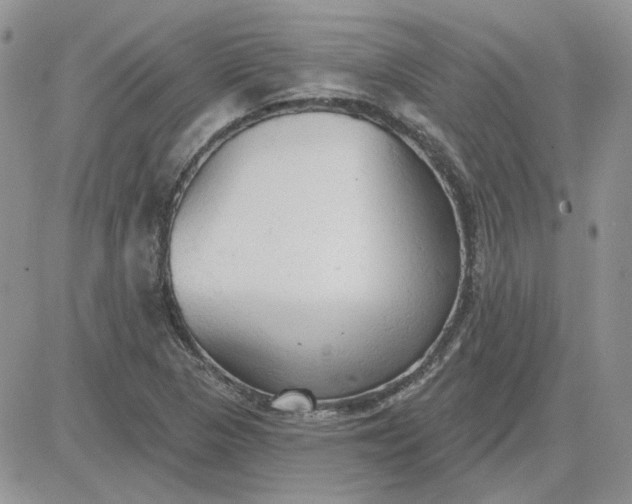 X0000081281313200701251618