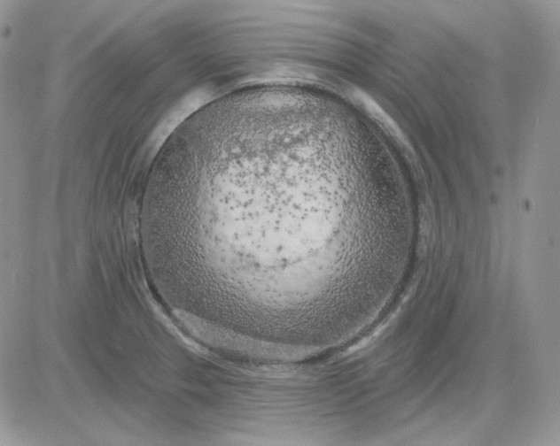 X0000081281329200701251618