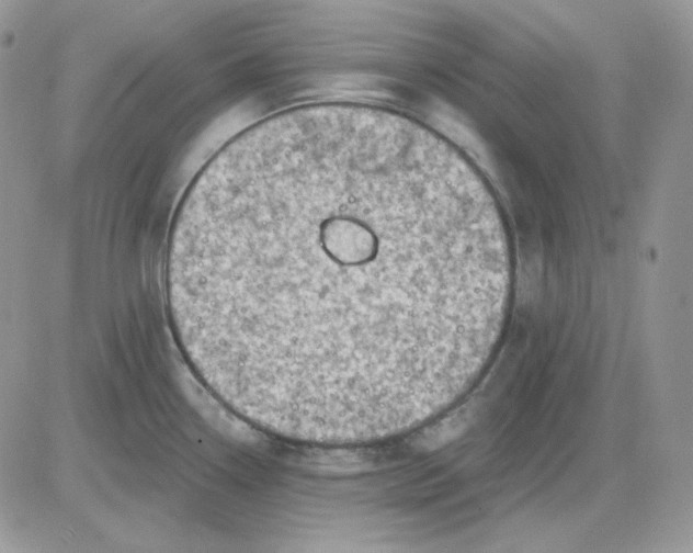 X0000081281338200701251618