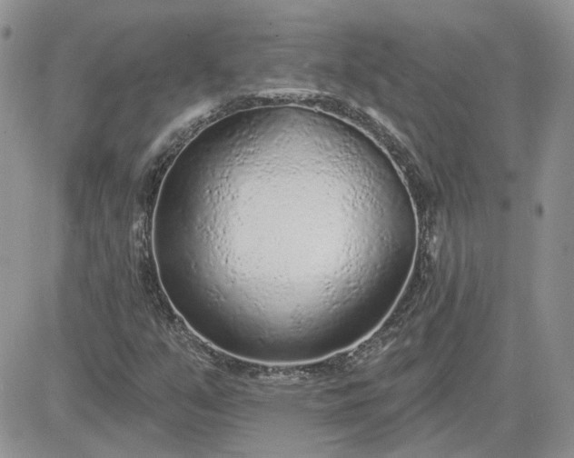 X0000081281351200701251617