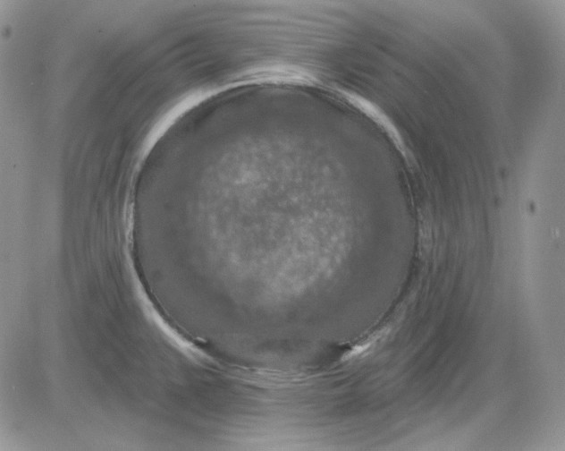 X0000081281383200701251617