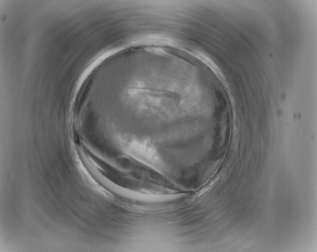 X0000081281392200701251617