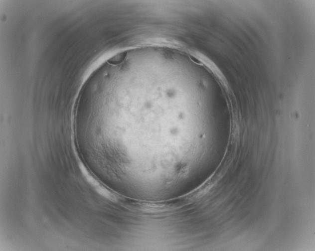 X0000081281439200701251617