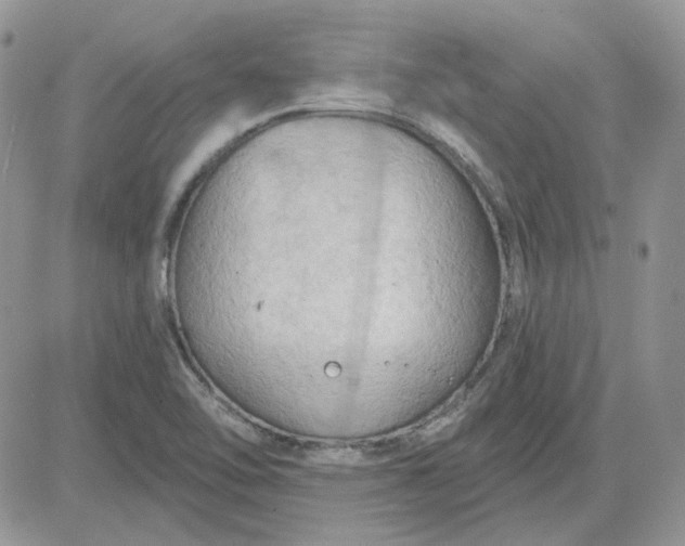 X0000081281462200701251615