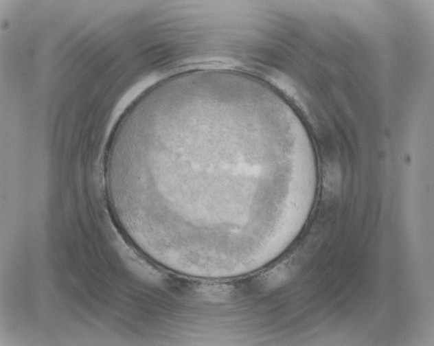 X0000081281466200701251615