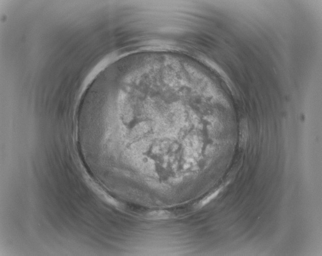 X0000081281467200701251615