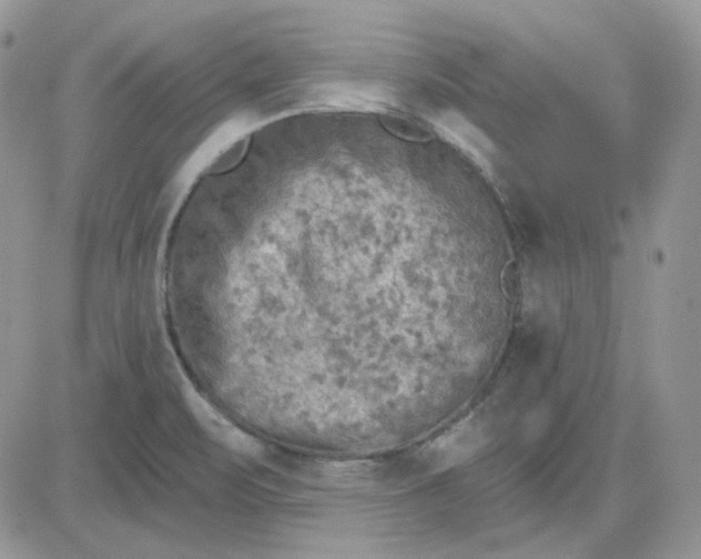 X0000081281471200701251615