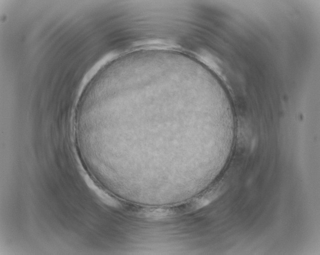 X0000081281474200701251615