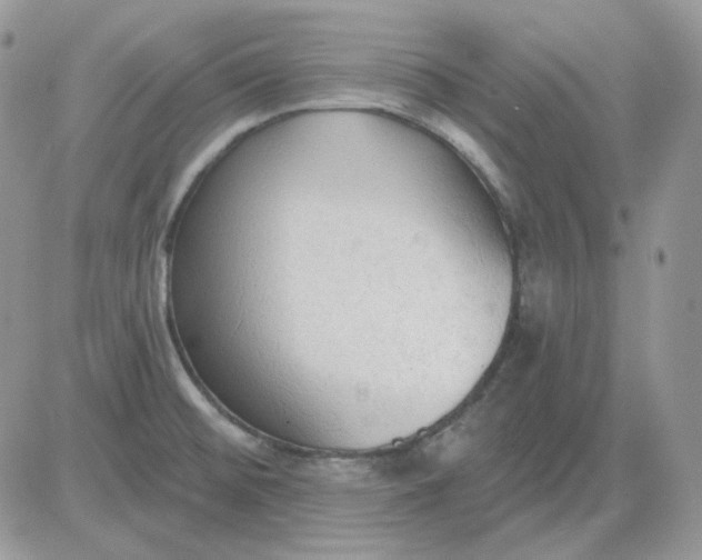 X0000081281476200701251615