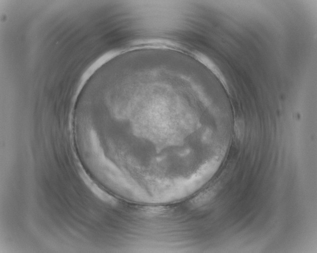 X0000081281482200701251615