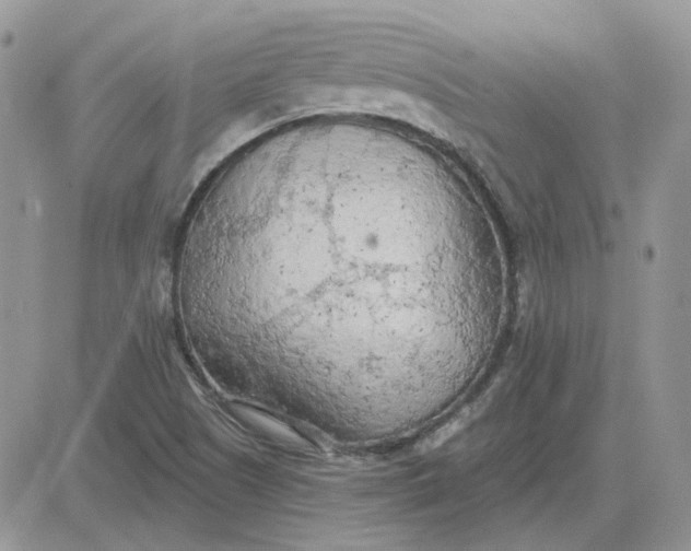 X0000081281505200701251615