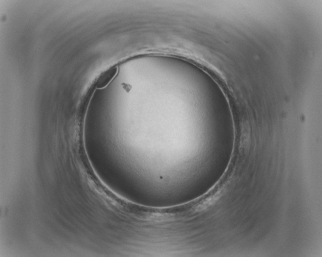 X0000081281506200701251615