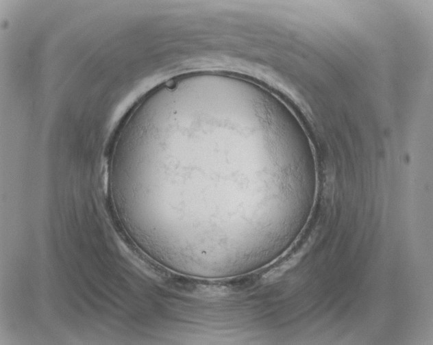 X0000081281509200701251615