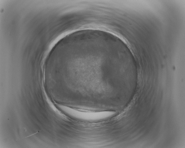 X0000081281515200701251615