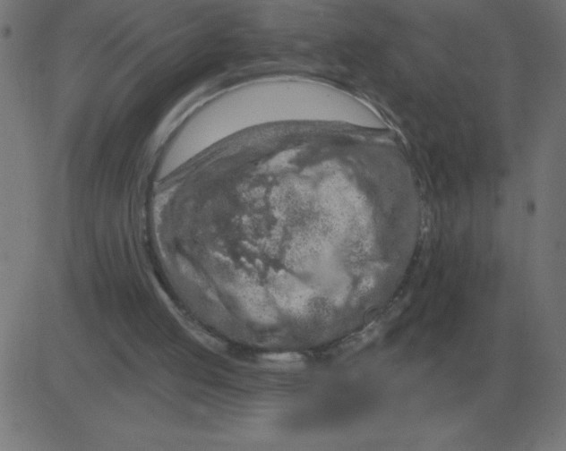 X0000081280053200702012229