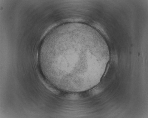 X0000081280110200702012228