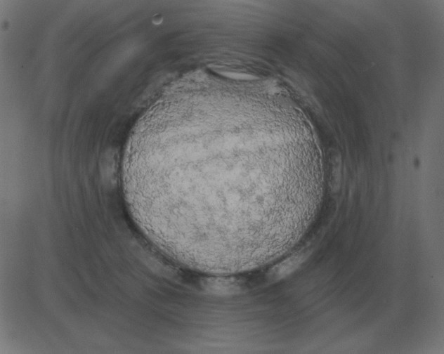 X0000081280273200702012226