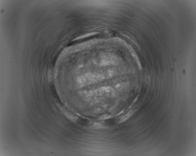 X0000081280285200702012226