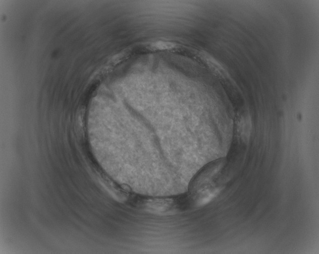 X0000081280373200702012225