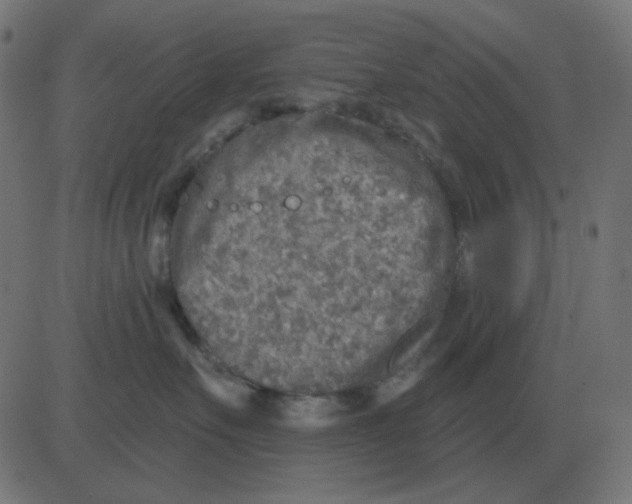 X0000081280527200702012222