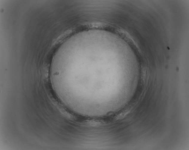 X0000081280545200702012221