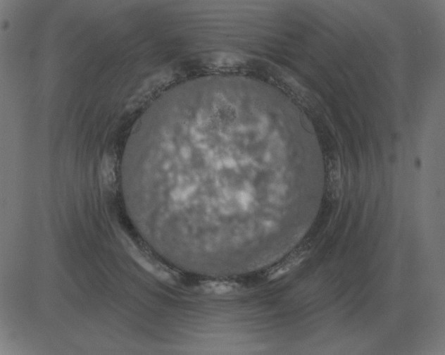 X0000081280654200702012220