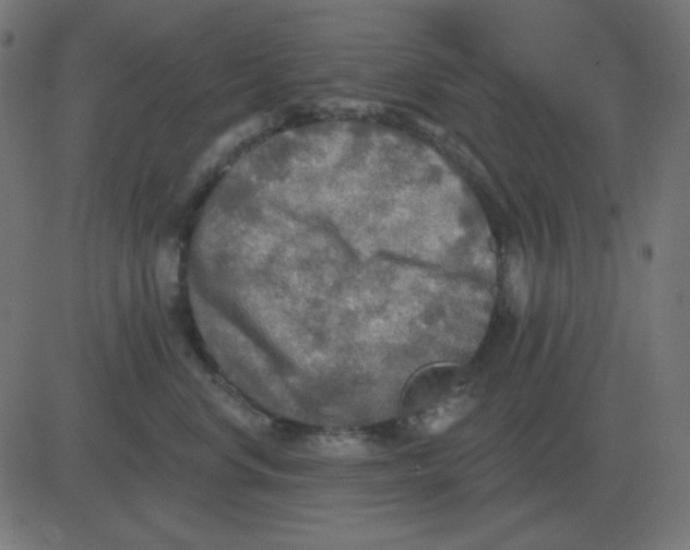 X0000081280668200702012220