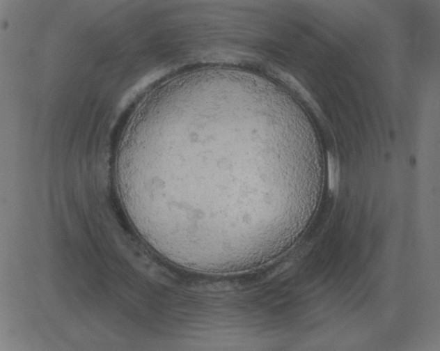 X0000081280675200702012219