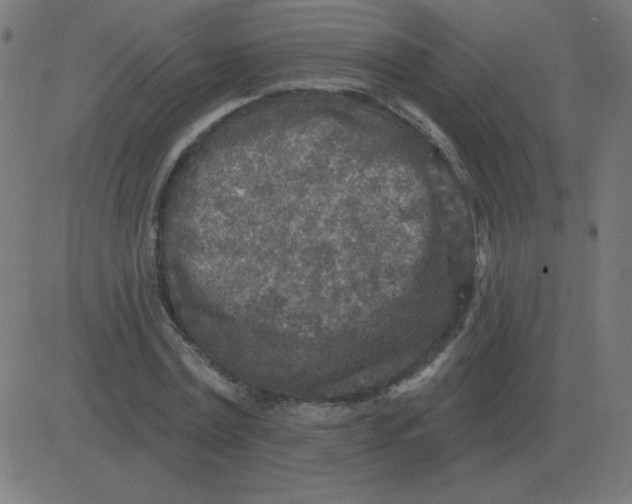 X0000081280779200702012218