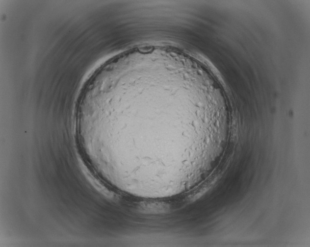 X0000081280795200702012217