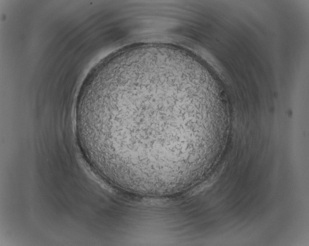 X0000081280840200702012217