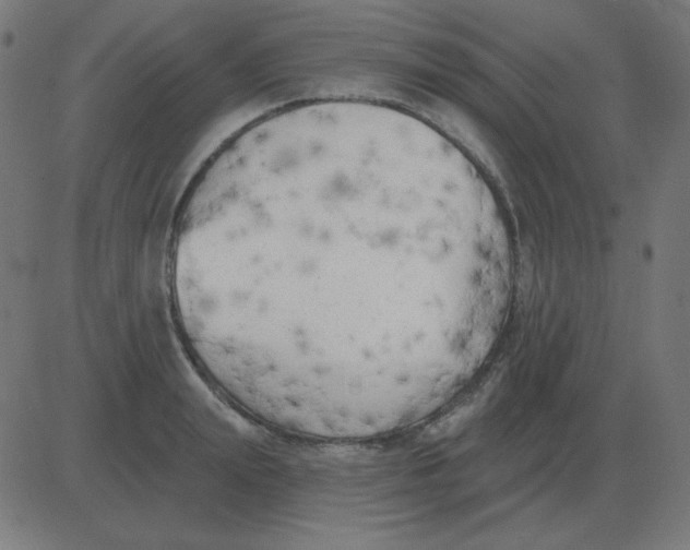 X0000081280847200702012217