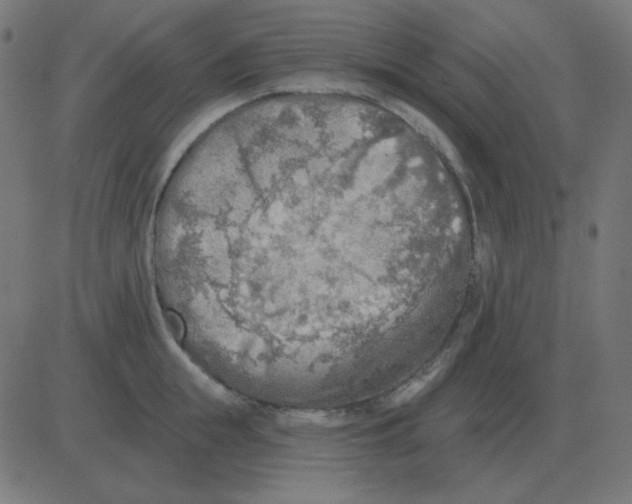 X0000081280855200702012217