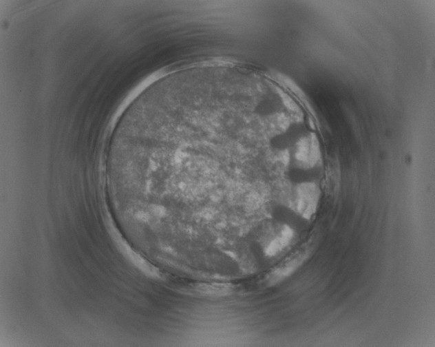 X0000081280859200702012217