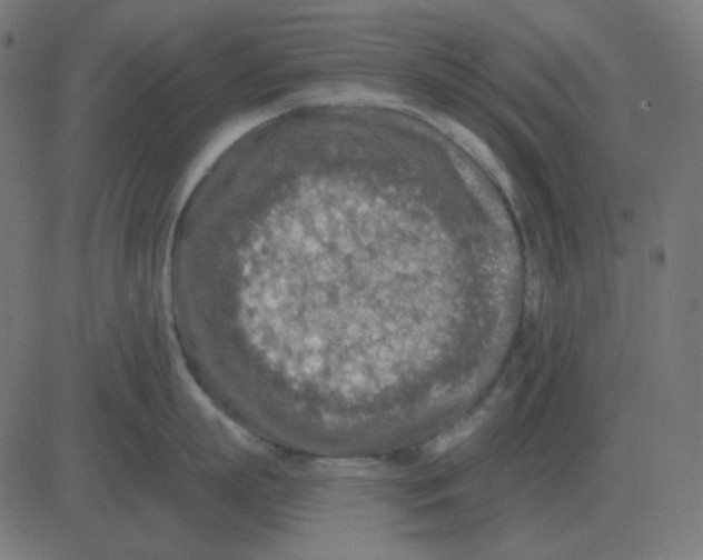 X0000081280863200702012217