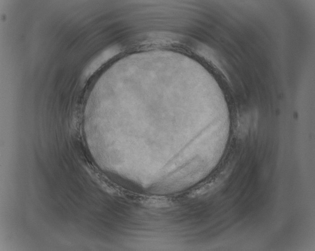 X0000081280874200702012216