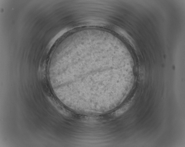 X0000081280875200702012216