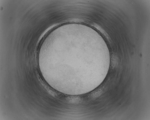 X0000081280886200702012216