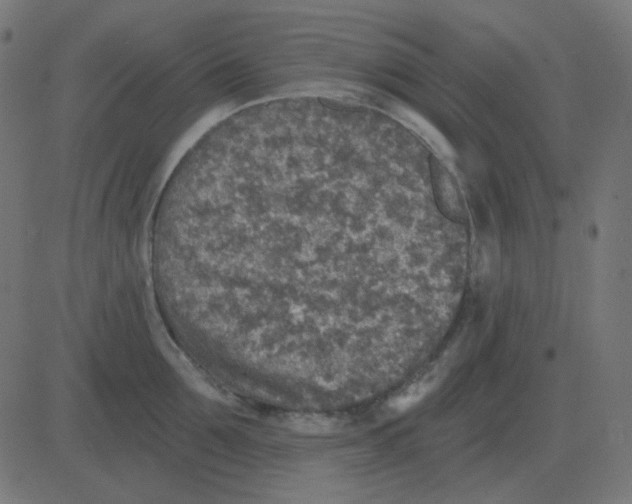 X0000081280907200702012215