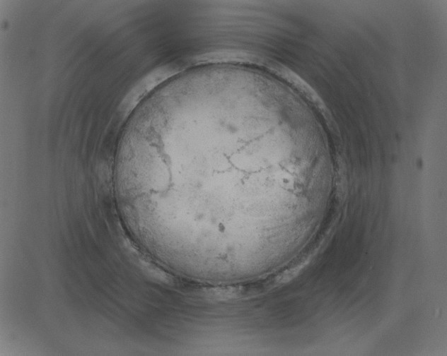 X0000081280937200702012215