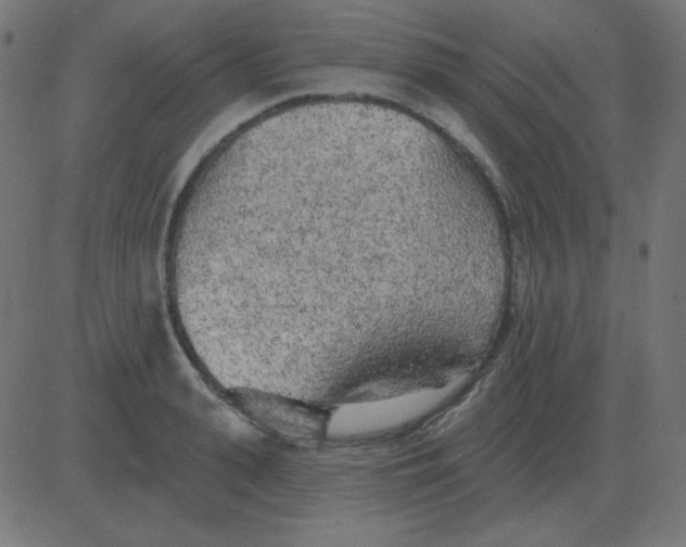 X0000081280943200702012215