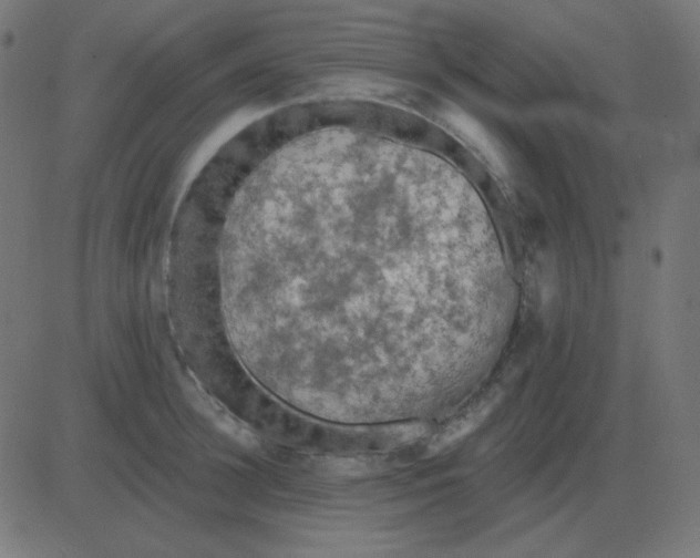 X0000081280948200702012215