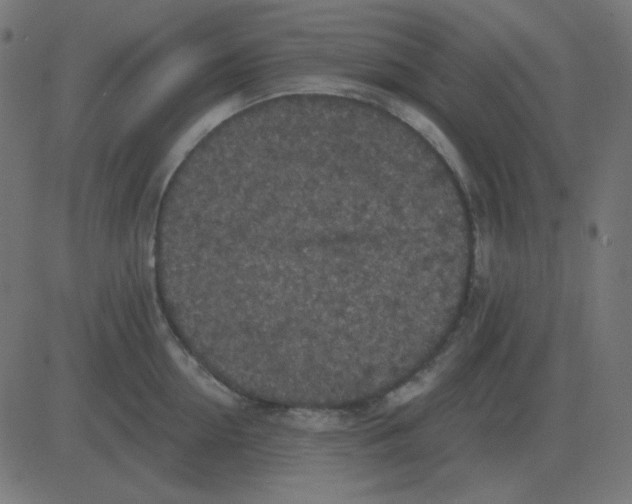 X0000081280954200702012215