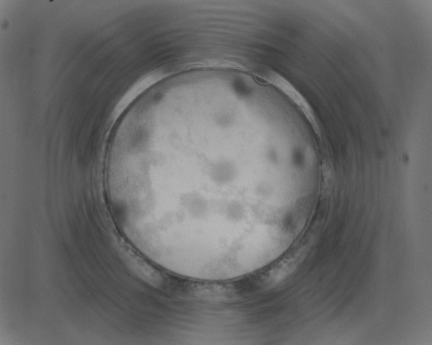 X0000081281002200702012214