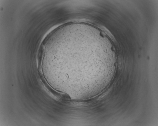 X0000081281036200702012213