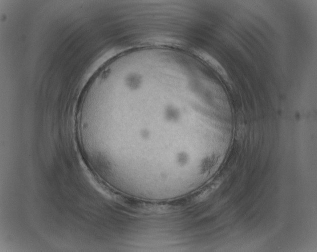 X0000081281039200702012214