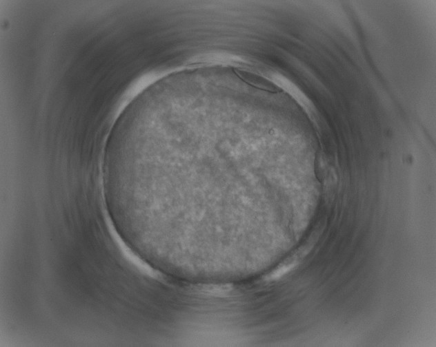 X0000081281055200702012214