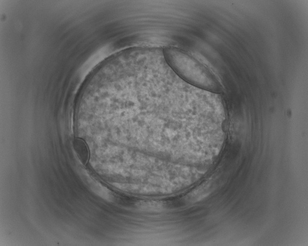 X0000081281083200702012213