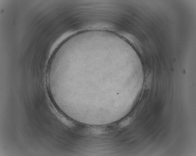 X0000081281086200702012213